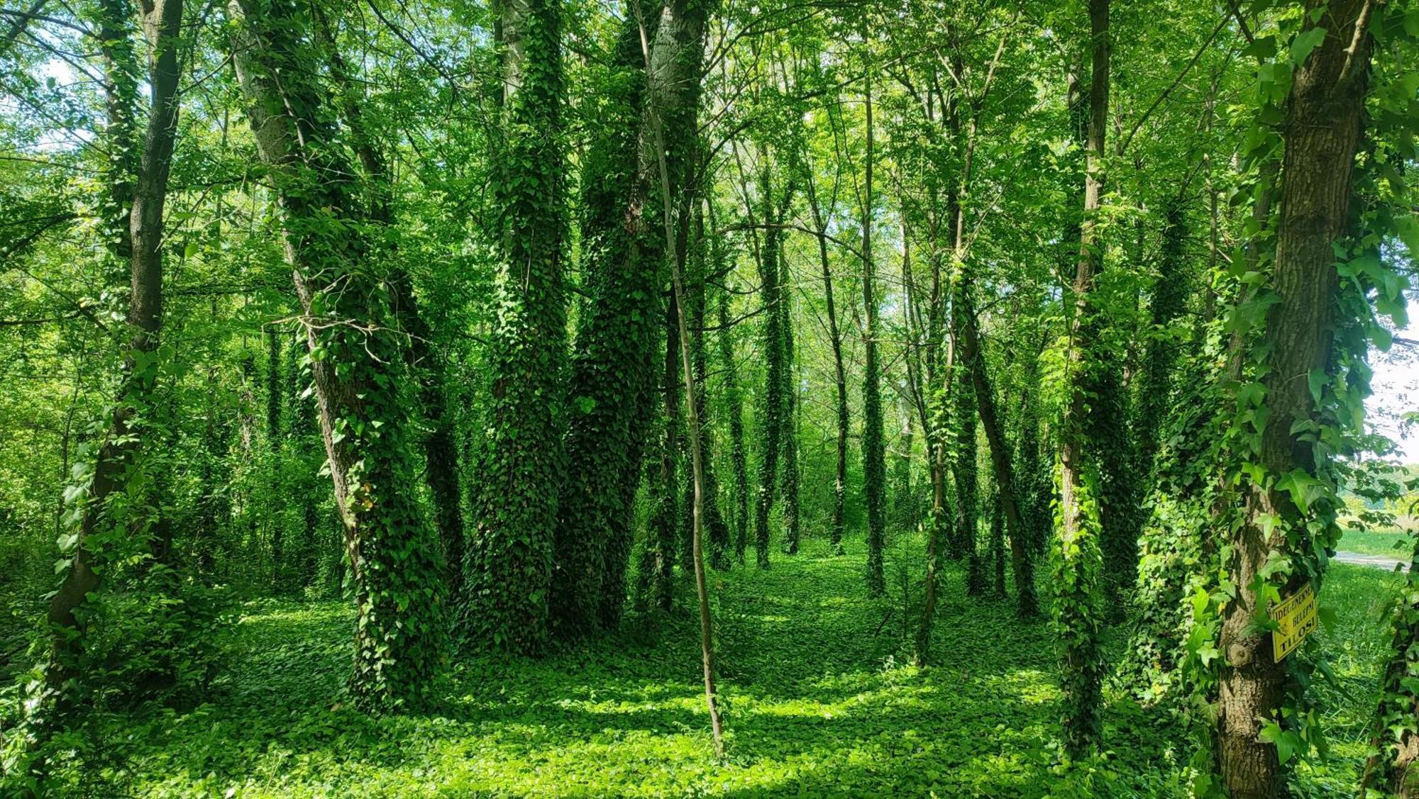 Szigetcsucs Lakokocsi-vissza A Termeszetbe A Duna Parton Campsite Kisoroszi