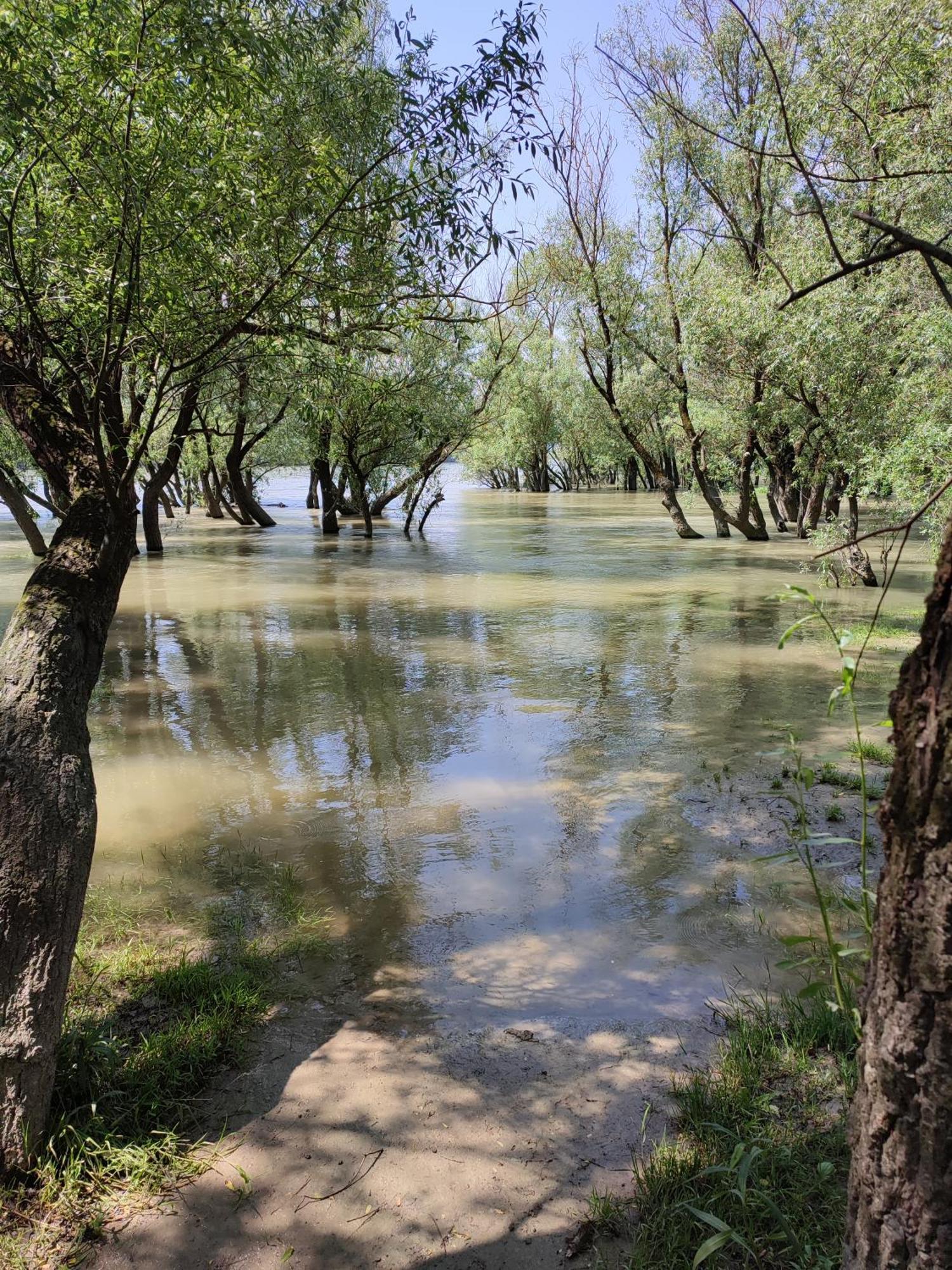 Szigetcsucs Lakokocsi-vissza A Termeszetbe A Duna Parton Campsite